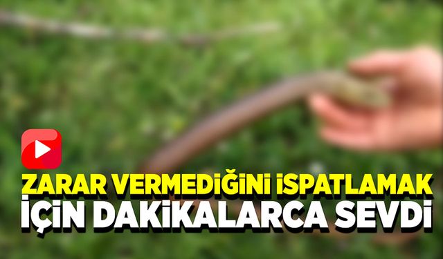 Kertenkelelerin zarar vermediğini ispatlamak için dakikalarca sevdi