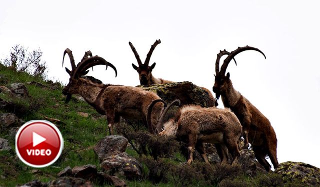 Çiftleşme sonrası yaban hayvanları zirveye çıktı