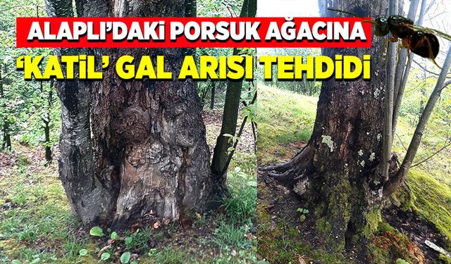 Alaplı'daki porsuk ağacına gal arısı tehdidi