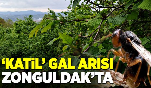 'Katil' gal arısı Zonguldak'ta!