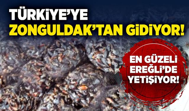 Türkiye’ye Zonguldak’tan gidiyor!