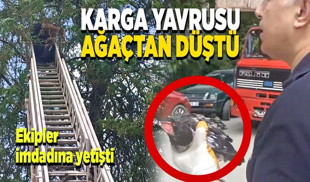 Karga yavrusu ağaçtan düştü itfaiye ekipleri imdadına yetişti