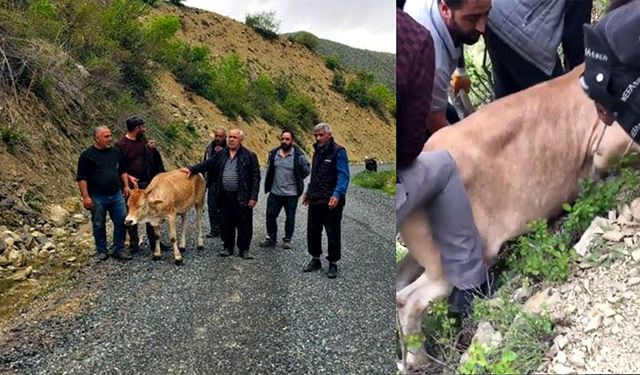 İnek uçuruma yuvarlandı köylüler seferber oldu