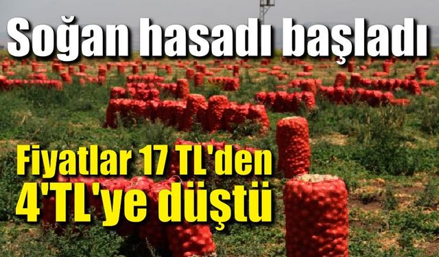 Soğan hasadı başladı; Fiyatlar 17 TL'den 4'TL'ye düştü