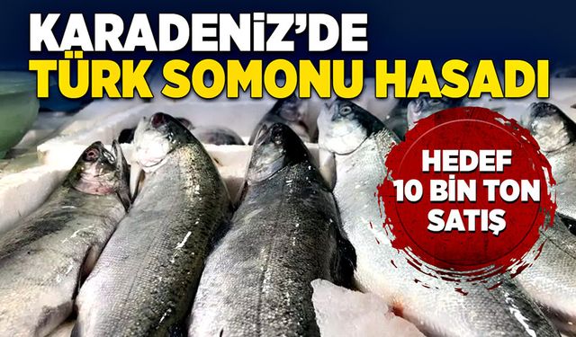 Karadeniz’de Türk Somonu hasadına başlandı, hedef 10 bin ton satış