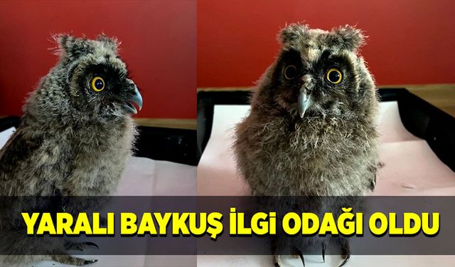 Yaralı baykuş ilgi odağı oldu