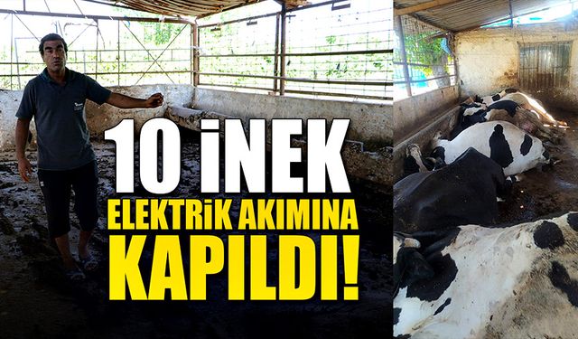 10 inek elektrik akımına kapılarak telef oldu!