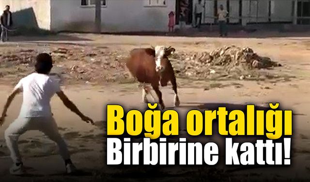 Kurbanlık boğa ortalığı birbirine kattı!