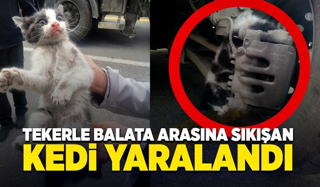 Tekerlekle fren balatası arasına sıkışan kediyi itfaiye ekipleri kurtardı