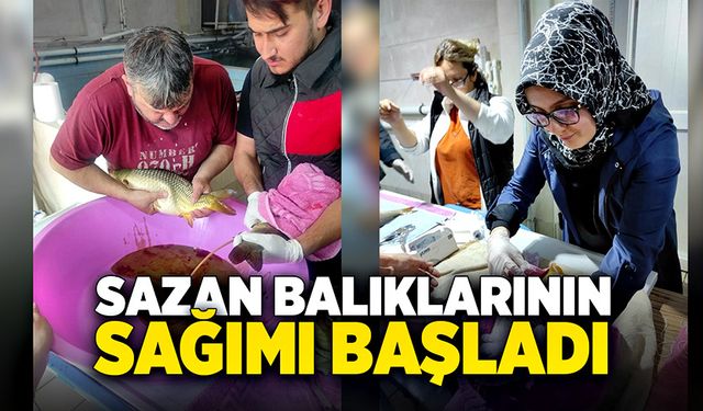 Bolu’da anaç pullu sazan balıklarının sağımı başladı