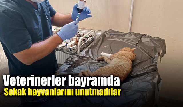 Veterinerler bayramda sokak hayvanlarını unutmadılar