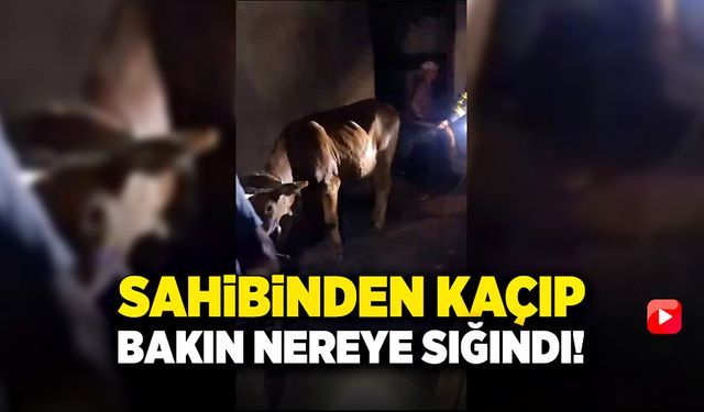 Sahibinden kaçıp bakın nereye sığındı?