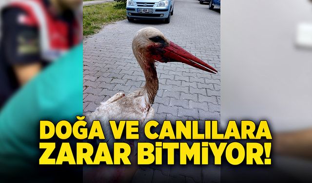 İnsanların doğaya ve hayvanlara zararı bitmiyor!