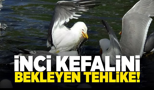 İnci kefalini bekleyen tehlike!