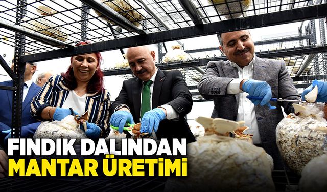 Fındık dalından mantar üretiliyor