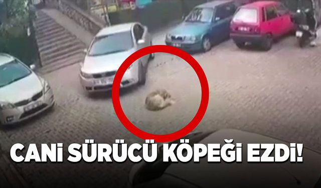 Cani sürücü yerde yatan köpeğin üzerinden otomobille geçti!