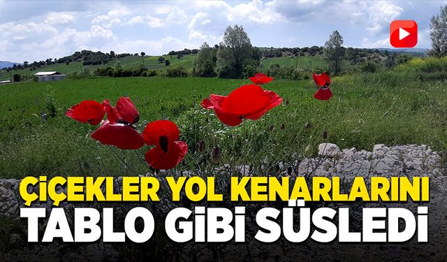 Çiçekler yol kenarlarını tablo gibi süsledi