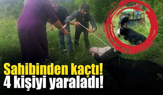 6 saatlik çalışmayla yakalanan dana 4 kişiyi de yaraladı!