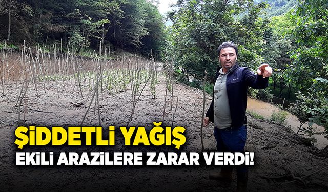 Bolu’da şiddetli yağış sonrası ekili araziler zarar gördü