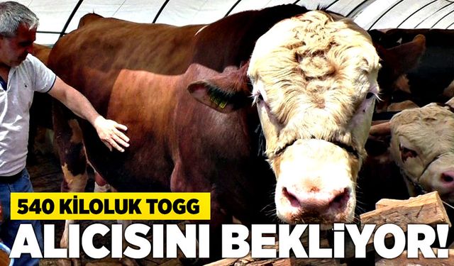 1 Ton 540 kiloluk TOGG alıcısını bekliyor