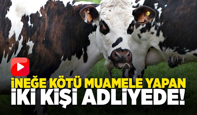 İki kişi, büyükbaş hayvana kötü muamele yaptığı için adliyeye sevk edildi