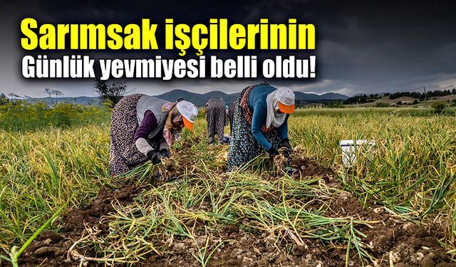 Sarımsak işçilerinin günlük yevmiyesi belli oldu!