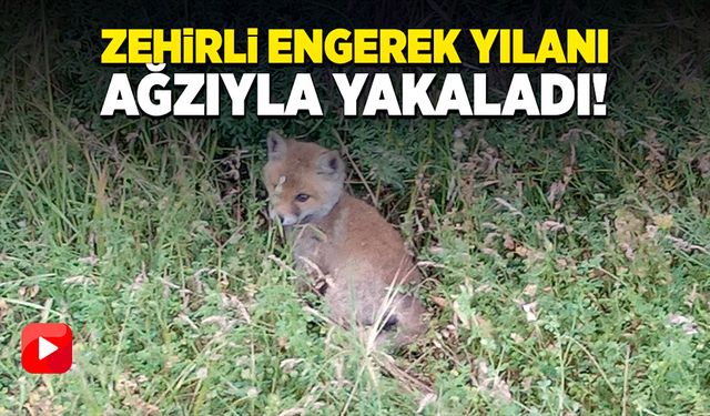 Zehirli engerek yılanı ağzıyla yakaladı!