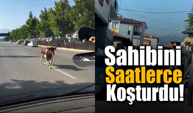 Sahibini saatlerce koşturdu!