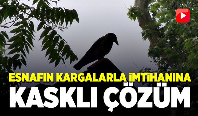 Esnafın kargalarla imtihanına kasklı çözüm!