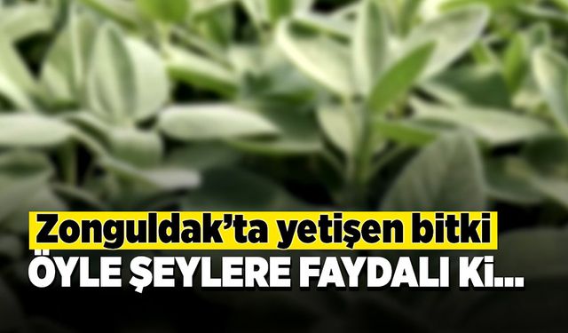 Zonguldak’ta yetişen bitki öyle şeylere faydalı ki…