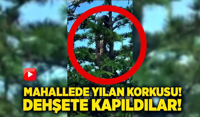 Mahalleliyi anakonda yılanı korkusu sardı, gerçekse çok farklıydı!