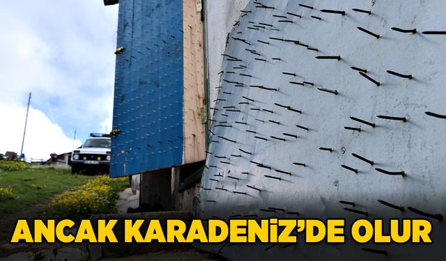 Ancak Karadeniz’de olur