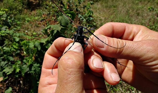 Fındıkta 'Drakula' ile mücadelede bu yıl da sürüyor