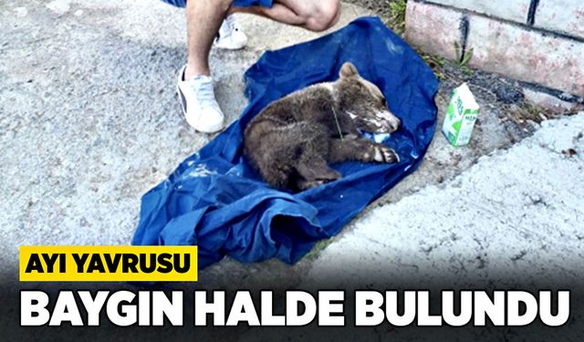 Ayı yavrusu baygın halde bulundu