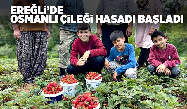 Ereğli’de Osmanlı çileği hasadı başladı