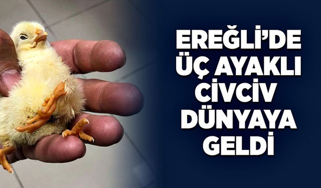 Ereğli’de üç ayaklı civciv dünyaya geldi