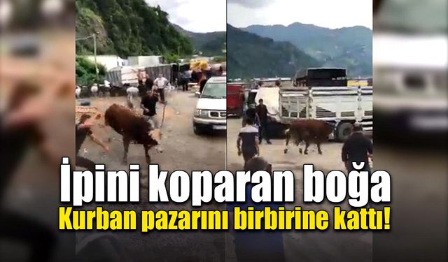 Boğa hayvan pazarında kaos yarattı!