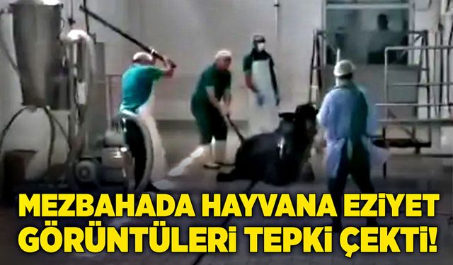 Mezbahada hayvana eziyet tepki çekti!