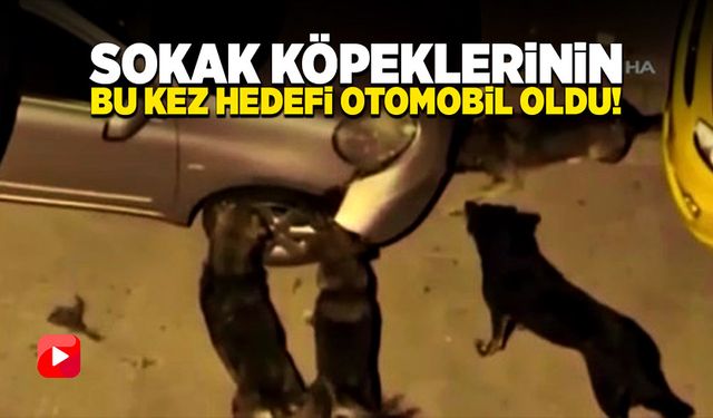 Sokak köpeklerinin bu kez hedefi park halindeki otomobil oldu!