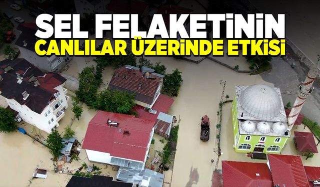 Sel felaketleri hem insanları hem de hayvanları olumsuz etkiliyor!