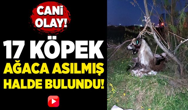 Vicdansızlığın bu kadarı! 17 köpek ağaca asılı halde bulundu