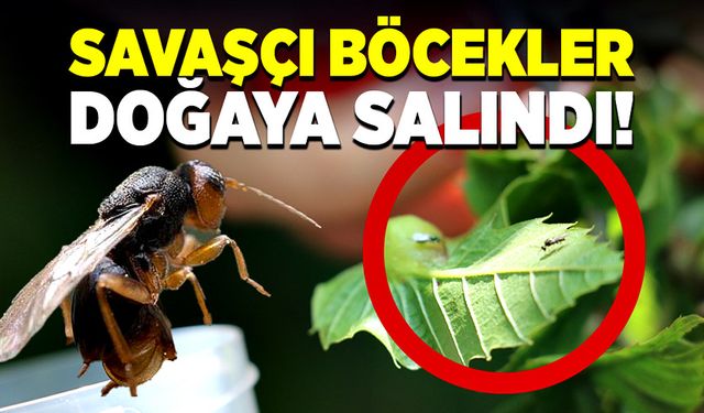 Düzce’de Gal Arısı ile mücadele, savaşçı böcekler doğaya salındı