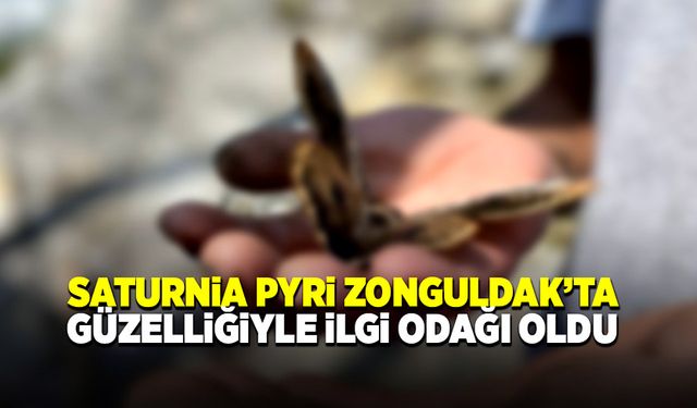 Zonguldak’ta da görüldü, güzelliğiyle ilgi odağı oldu