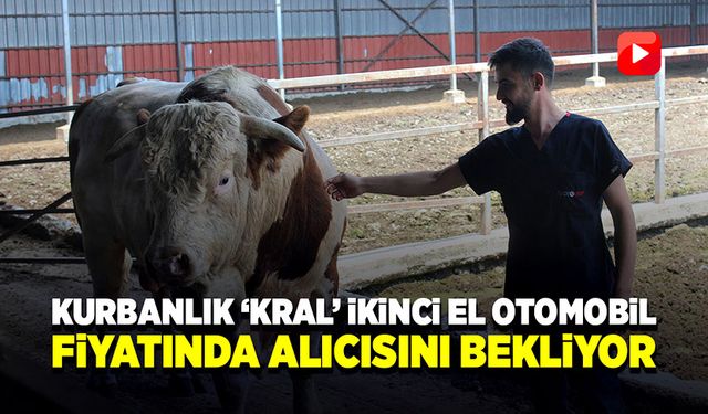 Kurbanlık ‘Kral’ ikinci el otomobil fiyatında alıcısını bekliyor