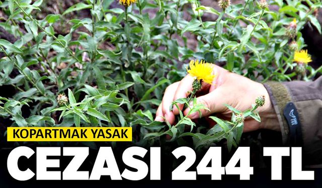 Kopartmak Yasak: Cezası 244 TL