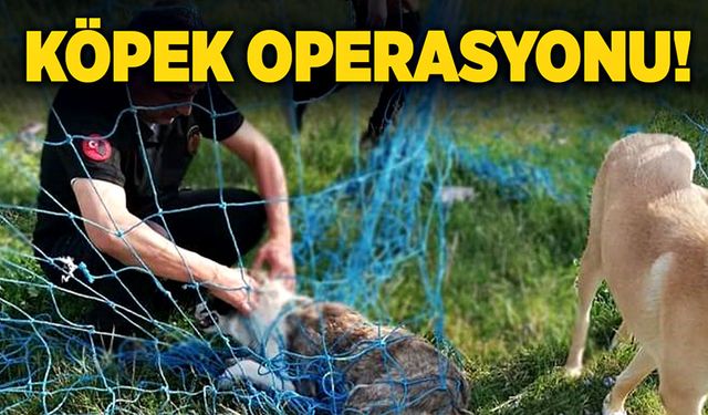 Çaycuma'da köpek operasyonu!