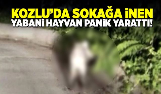 Kozlu’da sokağa inen yabani hayvan panik yarattı!