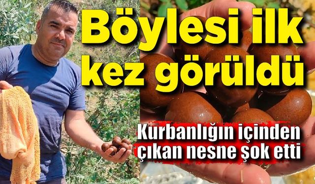 Böylesi ilk kez görüldü; Kurbanlığın içinden çıkan 9 nesne şok etti