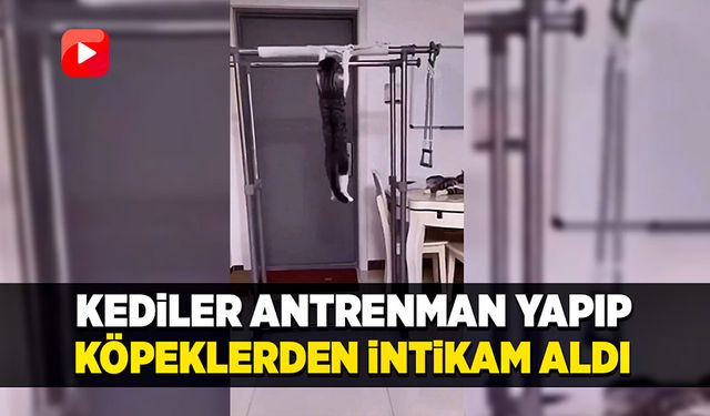 Kedilerin antrenman yapıp köpeklerden intikam alması güldürdü