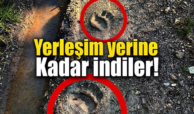 Aç kalan ayılar yerleşim yerlerine akın ettiler!